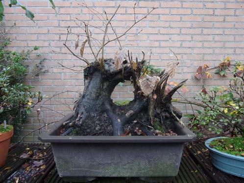 bonsai starter, flinke haagbeuk!!, Tuin en Terras, Planten | Bomen, Overige soorten, Minder dan 100 cm, Volle zon, Bloeit niet
