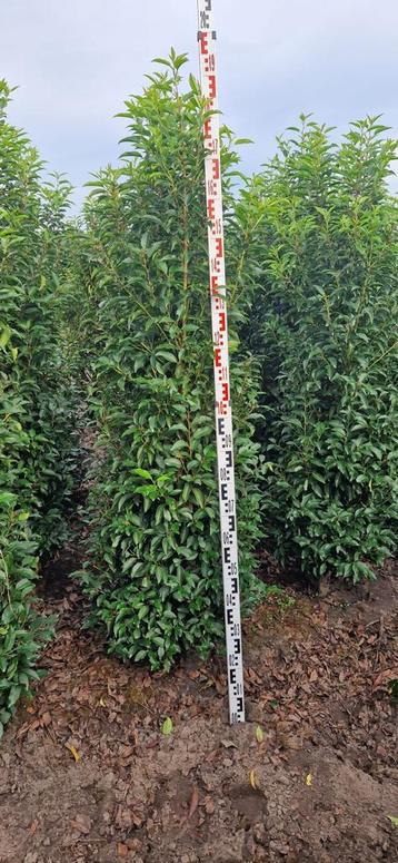 Portugese laurier - Prunus lus. Angustifolia - Diverse maten