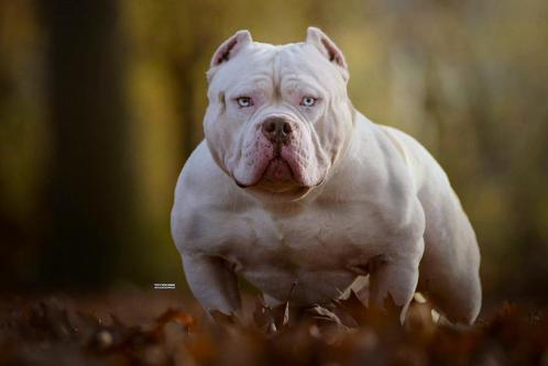Merle American bully dekreu, Dieren en Toebehoren, Honden | Dekreuen, Reu, Fokker | Professioneel, Eén hond, Nederland, 3 tot 5 jaar