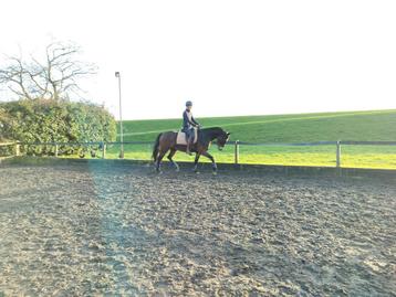 Bijrijder gezocht voor 5 jarige merrie