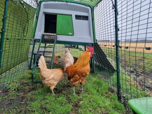 Broedeieren Fries hoen geel witpel, Dieren en Toebehoren, Pluimvee, Kip, Geslacht onbekend