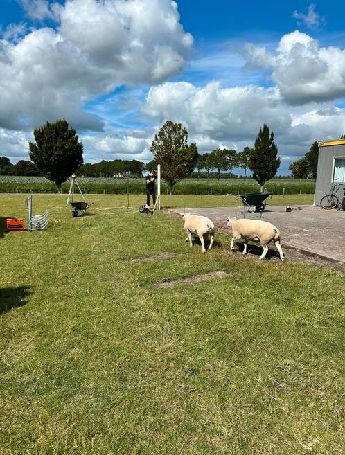 Beton schutting, Tuin en Terras, Schuttingen, Nieuw, Hout, 1 tot 2 meter, Minder dan 3 meter, Ophalen of Verzenden