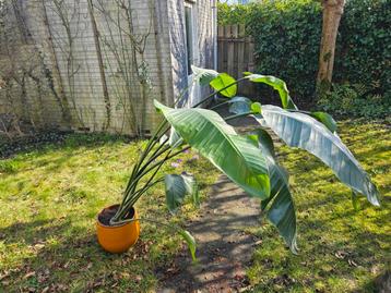 Strelitzia nicolai kamerplant