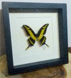 Papilio thoas vlinder in lijst, mooi zwart / geel contrast