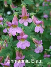 Rehmannia Elata (Chinees Vingerhoedskruid)