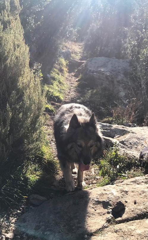 Gezocht. Honden oppas mei vakantie, Dieren en Toebehoren, Overige Dieren, Vrouwelijk