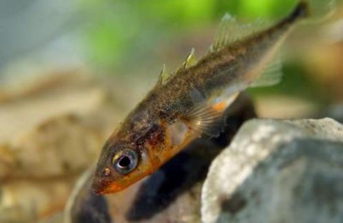 driedoornige stekelbaars - Gasterosteus aculeatus - Koidream, Dieren en Toebehoren, Vissen | Vijvervissen, Baars of Goudwinde