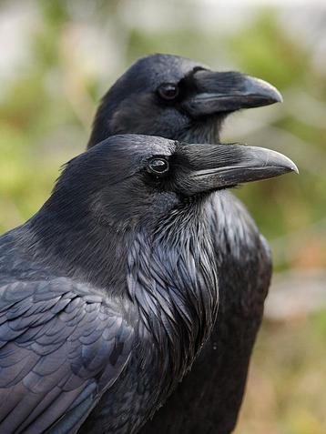 Gezocht: Raven voor handopfok - 2024
