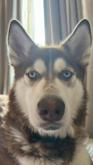 (SPOED) Super lieve Siberische Husky 3 jaar