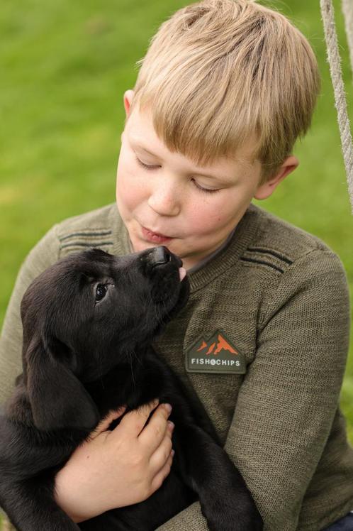 Leuke labrador pups beschikbaar, Dieren en Toebehoren, Honden | Retrievers, Spaniëls en Waterhonden, Meerdere dieren, Labrador retriever