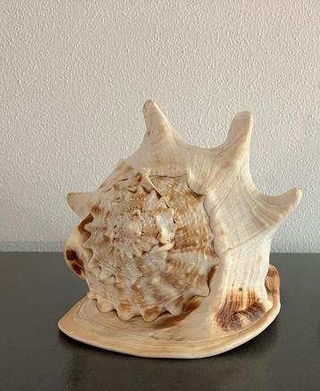 Zeer grote Cassis Cornuta schelp, 1,65 kg