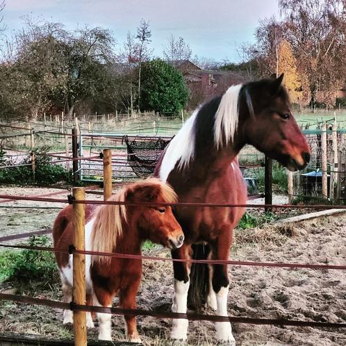 Bijrijdster/verzorgster gezocht voor shetlander., Diensten en Vakmensen, Dieren | Paarden | Verzorging, Oppas en Les, Ruiter of Bijrijder