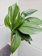 Philodendron Dragon Taile p14