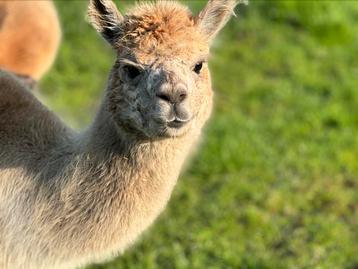 Drachtige alpaca Merrie