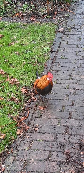 hollandse krielhaantjes