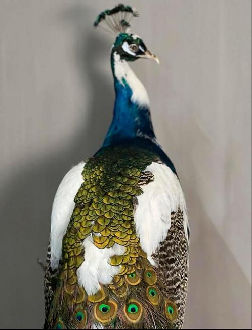 Opgezette pauw. bonte pauw. Taxidermie opgezet, Verzamelen, Dierenverzamelingen, Nieuw, Opgezet dier, Vogel, Ophalen