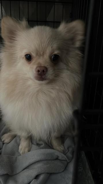 Pomch reu gecastreerd. 4 jaar