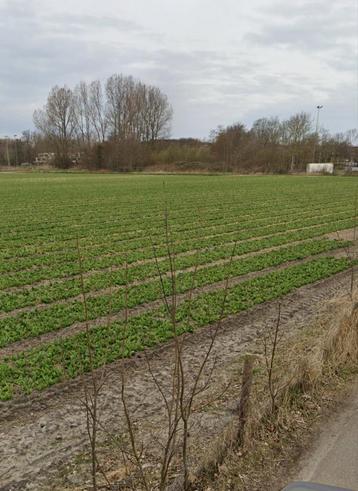 SANTPOORT- NOORD grond of opknap perceel gezocht ️ 