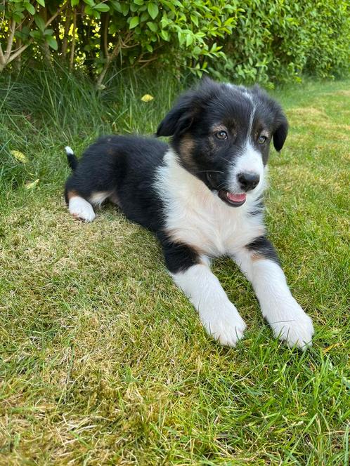 Border collie x Australian Shepherd mogen direct verhuizen !, Dieren en Toebehoren, Honden | Herdershonden en Veedrijvers, Meerdere dieren