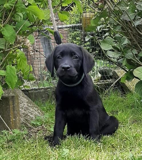 Labrador pups met stamboom, Dieren en Toebehoren, Honden | Retrievers, Spaniëls en Waterhonden, Reu, Labrador retriever, Fokker | Professioneel