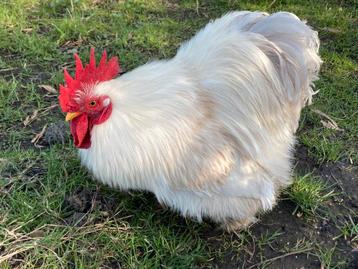 30 euro GEBODEN voor wie BOZIG haantje goed thuis geeft!!!