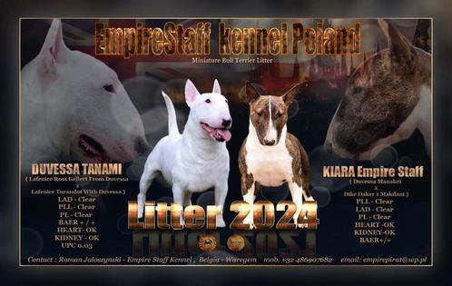 Miniatuur Bull Terrier FCI ----NEST AANKONDIGING, Dieren en Toebehoren, Honden | Jack Russells en Terriërs, Reu, Bull Terriër