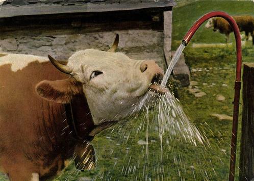 Koe drinkt water uit waterslang - 1968 gelopen, Verzamelen, Ansichtkaarten | Dieren, Gelopen, 1960 tot 1980, Paard, Ophalen of Verzenden