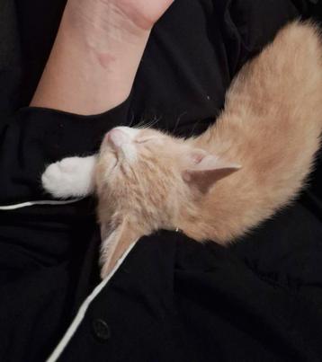 Adopteren Poesje Gratis