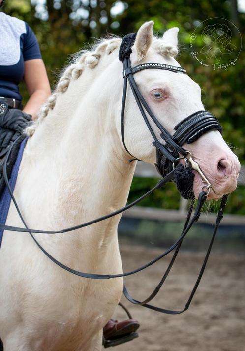 Ter dekking knappe nrps cremello hengst, Dieren en Toebehoren, Paarden en Pony's | Dekhengsten en Fokmerries, Hengst