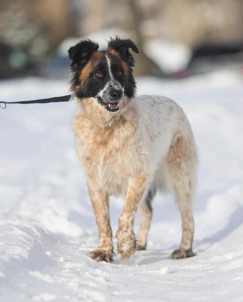 Mag ik bij jou? Runa, Dieren en Toebehoren, Honden | Niet-rashonden, Middel, Teef, Particulier, Eén hond, Buitenland, 3 tot 5 jaar