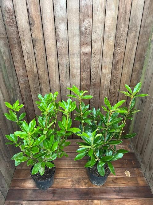 Bod gevraagd partij 50 stuks  Rhododendron Ponticum 40-60 cm, Tuin en Terras, Planten | Struiken en Hagen, Haag, Rhododendron