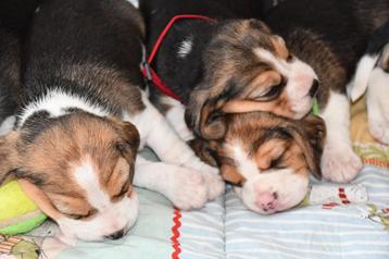 Beagle pups met stamboom