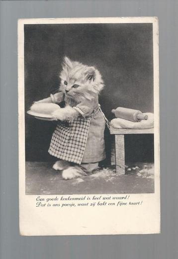 3194 Oude kaart aangeklede dieren poes poezen kat katten