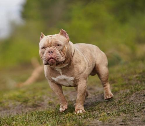 American Bully Exotic Dekreu, Dieren en Toebehoren, Honden | Dekreuen, Reu, Particulier, Eén hond, Buitenland, 3 tot 5 jaar, CDV (hondenziekte)