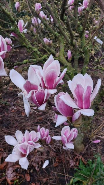 NU bloeien de MAGNOLIiA"S, KOM SNEL