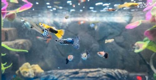 Hybride baby guppen guppy's guppies ( aanbieding ), Dieren en Toebehoren, Vissen | Aquariumvissen