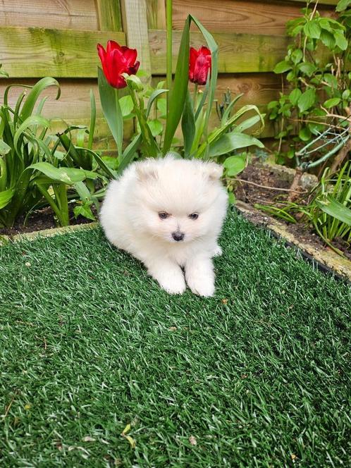 Mini pomerianen FCI, Dieren en Toebehoren, Honden | Poolhonden, Keeshonden en Oertypen, Teef, Keeshond, Particulier, Eén hond