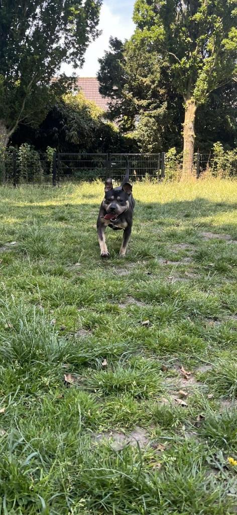 Amerikaanse Stafford Tricolor Dekreu, Dieren en Toebehoren, Honden | Dekreuen, Reu, Particulier, Eén hond, Nederland, 1 tot 2 jaar