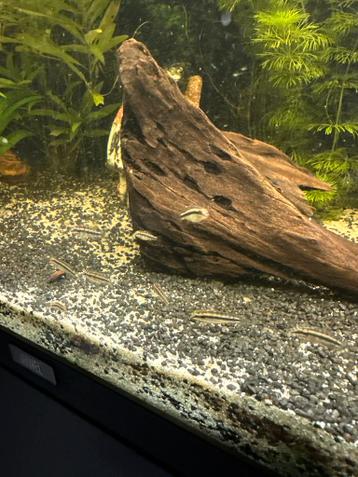 Jonge kersenbuikjes 3/4 maanden oud