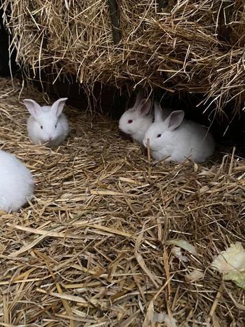 Te koop! Jonge Vlaamse reus konijnen (Albino) 