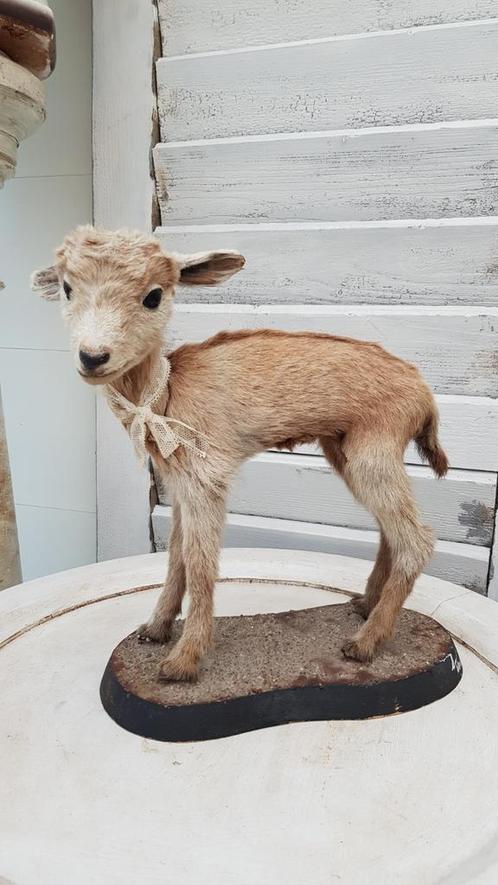 Opgezet/taxidermie geitje, Antiek en Kunst, Curiosa en Brocante, Ophalen of Verzenden