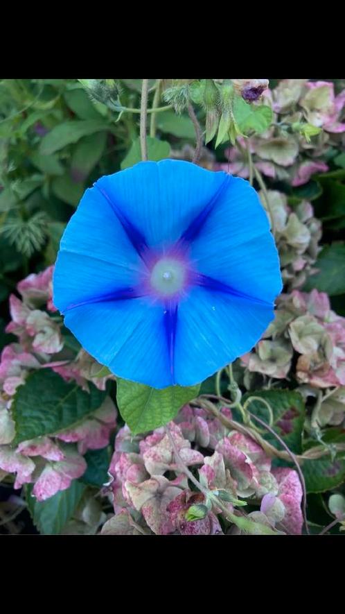 zaden dagwinde blauweenjarig, 40 zaden per zakje, Tuin en Terras, Bloembollen en Zaden, Zaad, Voorjaar, Volle zon, Ophalen of Verzenden