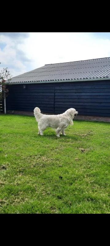 Golden retriever dekreu. ( Max)