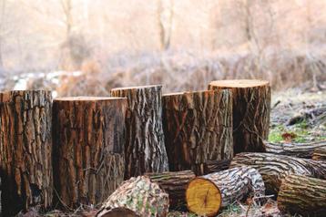 Gratis u bomen zagen