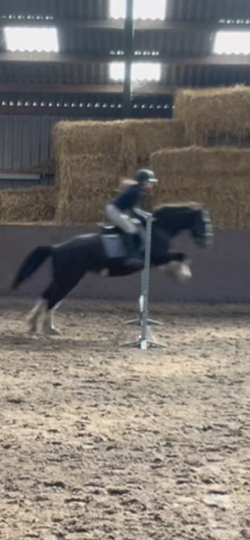 bijrijder aangeboden, Dieren en Toebehoren, Paarden en Pony's | Verzorgingsproducten, Ophalen of Verzenden