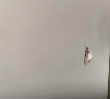 IKEA Bedframe 160x200 - afbeelding 2 IKEA Bedframe 160x200 - afbeelding 2