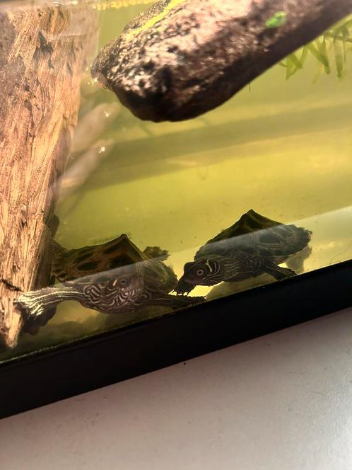 2 zaagrug waterschildpadden, Dieren en Toebehoren, Reptielen en Amfibieën, Schildpad, 0 tot 2 jaar
