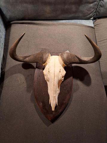 Longhorn schedel 