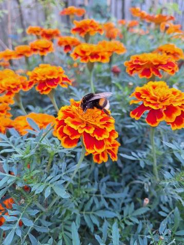 Zaden moestuin, kruiden, bloemen en planten. 