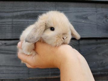 ❤ Minilop jonge baby konijntjes minilops te koop ❤